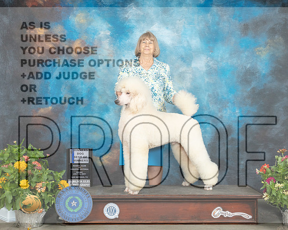 Poodle Std #9 Fri BOW Judge Linn Brown_MMJ_1951_SanAnonio2021_HR3