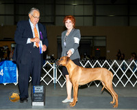 Rhodesian Ridgeback #26 Sat BOW Judge John Wade