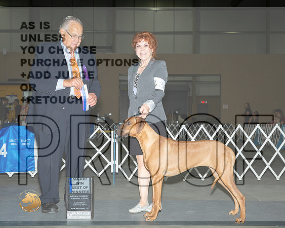 Rhodesian Ridgeback #26 Sat BOW Judge John Wade__MJ_3128_SanAnonio2021_HR3