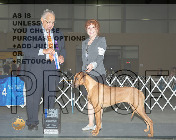 Rhodesian Ridgeback #26 Sat BOW Judge John Wade__MJ_3129_SanAnonio2021_HR3
