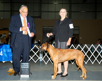 Rhodesian Ridgeback #44 Sat SB Judge John Wade