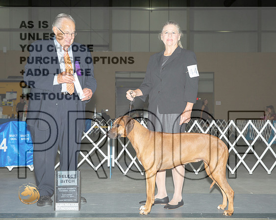 Rhodesian Ridgeback #44 Sat SB Judge John Wade__MJ_3123_SanAnonio2021_HR3
