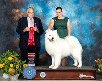 Samoyed #9 Sat G2 Judge John Wade