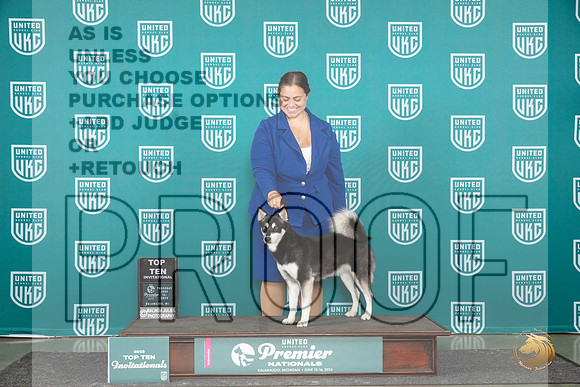 Alaskan Klee Kai Thur BOBT10 Judge Rick Gann__JP_3084_Premier_2024_HR3