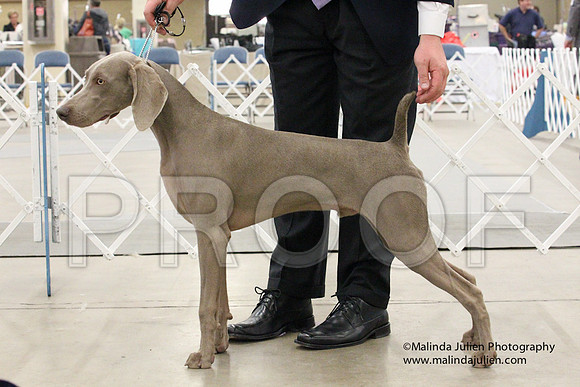 Weim-1423