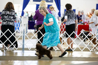 Poodles Toy Thurs Ring
