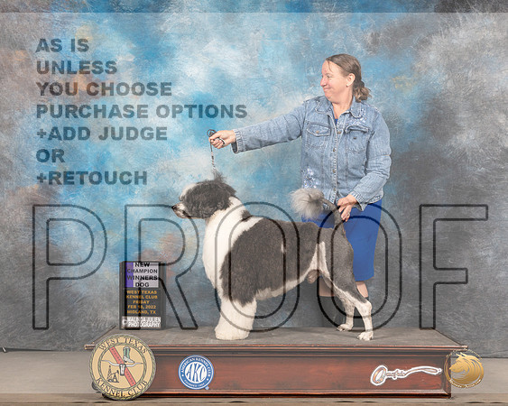 Portuguese Water Dog #5 Fri WD Judge Gary Andersen rMMJ_5274_Mdlnd2022_HR3