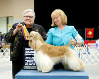 Spaniel Cocker ASCOB #5 Sun New Grand BOB Duckley Shawna Judge Denny C Mounce