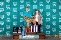 Basset Favre De Bretagne #568 Th Fri Sat top10