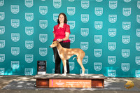 Azawakh #211 Sun BF Judge Allan Krenek