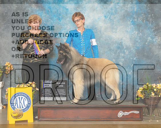 Belgian Tervuren #5 Thur BOB Judge Betty Pollock-MMJ_9053-NWARK2022-HR3