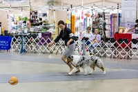 Australian Shepherds Sat Mark Raymond