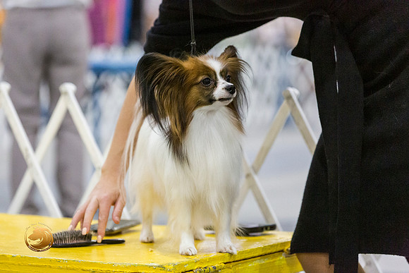 Papillon #22 Sat Jennifer Jones Rings_JJL_9402-San Antonio2021-HR3