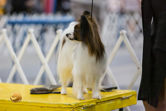 Papillon #22 Sat Jennifer Jones Rings_JJL_9408-San Antonio2021-HR3