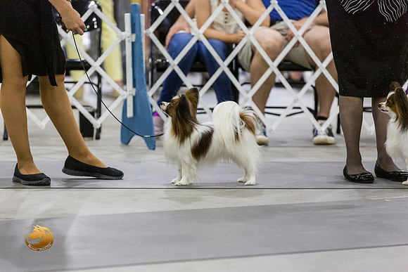 Papillon #22 Sat Jennifer Jones Rings_JJL_9422-San Antonio2021-HR3
