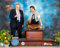 Dachshund Longhaired #19 Sat BOS Judge John Wade