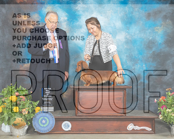 Dachshund Longhaired #19 Sat BOS Judge John Wade_MMJ_1861_SanAnonio2021_HR3