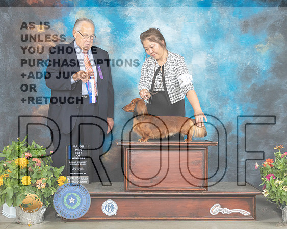 Dachshund Longhaired #19 Sat BOS Judge John Wade_MMJ_1864_SanAnonio2021_HR3