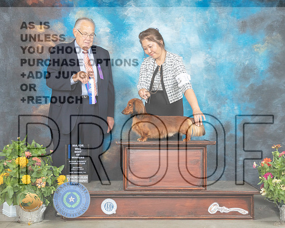 Dachshund Longhaired #19 Sat BOS Judge John Wade_MMJ_1873_SanAnonio2021_HR3