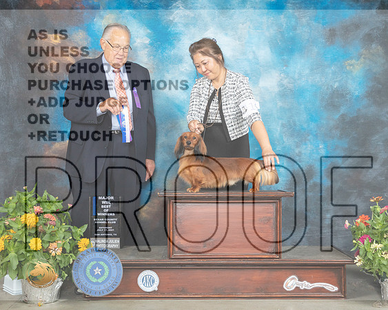 Dachshund Longhaired #19 Sat BOS Judge John Wade_MMJ_1876_SanAnonio2021_HR3