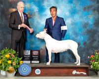 Dogo Argentino #12 Sat BOB Judge Robert Hutton