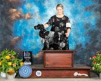 English Cocker Spaniel #17 Sat BOW Judge Ken Buxton