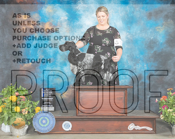 English Cocker Spaniel #17 Sat BOW Judge Ken Buxton_MMJ_1829_SanAnonio2021_HR3