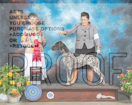 German Shorthaired Pointer #6 Sat G2 Judge Donna Buxton_MMJ_1936_SanAnonio2021_HR3