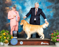 Golden Retriever #37 Sat BOW Judge Johnny Shoemaker