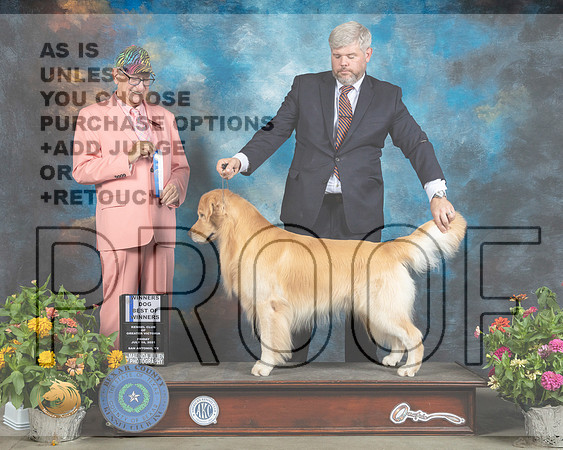 Golden Retriever #37 Sat BOW Judge Johnny Shoemaker_MMJ_1813_SanAnonio2021_HR3