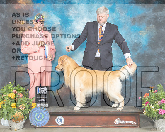 Golden Retriever #37 Sat BOW Judge Johnny Shoemaker_MMJ_1817_SanAnonio2021_HR3
