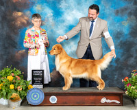 Golden Retriever #38 Sat G4 Judge Donna Buxton