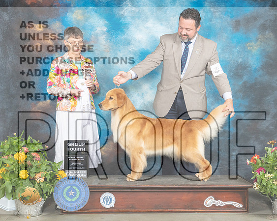 Golden Retriever #38 Sat G4 Judge Donna Buxton_MMJ_1941_SanAnonio2021_HR3