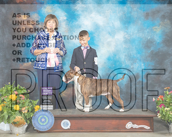 Miniature Bull Terrier #J400 Sat RBJr Judge Linn Brown_MMJ_1923_SanAnonio2021_HR3