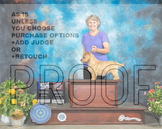 Norwich Terrier #? Sat BOW OHBOB_MMJ_1820_SanAnonio2021_HR3