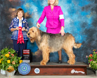 Otterhound #7 Sat G2 Judge Linn Brown