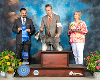 Schnauzer Miniature #8 Sat G1 Judge Joao Machado