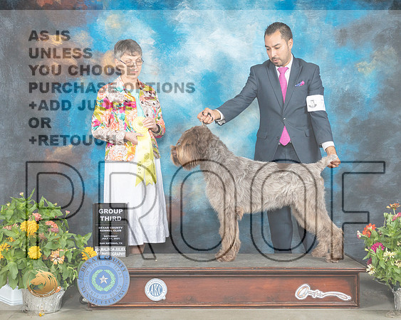 Wirehaired Pointing Griffon #7 Sat G3 Judge Donna Buxton_MMJ_1947_SanAnonio2021_HR3