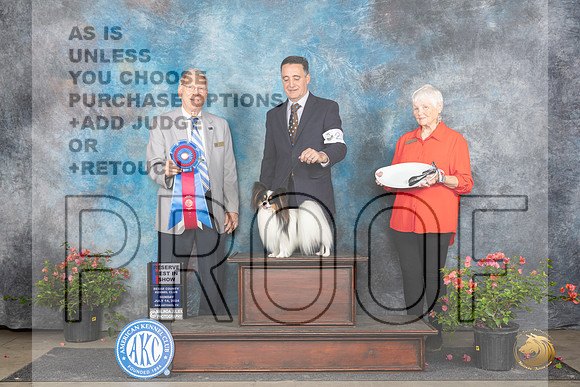 Papillon #23 Sun RBIS Judge Wendy G Willhauck__JP_6417_San Antonio_2024_HR3