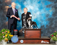 Boston Terrier #20 Sun BOS Judge Robert Hutton