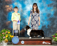 Cardigan Welsh Corgi #17 Sun Judge Donna Buxton