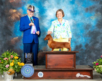 Dachshund Longhaired #11 Sun BOW Judge Johnny Shoemaker