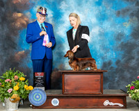 Dachshund Longhaired #16 Sun BOS Judge Johnny Shoemaker