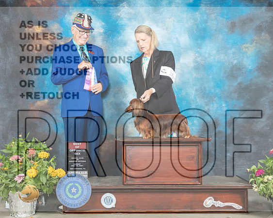 Dachshund Longhaired #16 Sun BOS Judge Johnny Shoemaker_MMJ_2168_SanAnonio2021_HR3