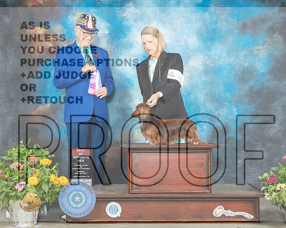Dachshund Longhaired #16 Sun BOS Judge Johnny Shoemaker_MMJ_2169_SanAnonio2021_HR3