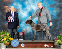 German Shorthaired Pointer #5 Sun BOW Judge Ken Buxton