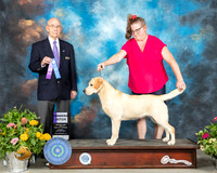 Labrador Retriever #28 Sun WB Judge Ken Buxton