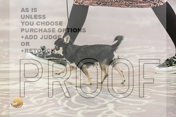 Chihuahua Smooth Coat #7 Fri2JJL_4064_HstnTOY_2022_HR3