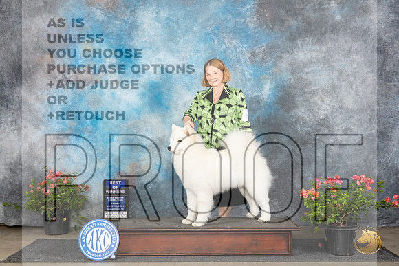 Samoyed #8 Fri BOW Judge Paul F Willhauck r__JP_6093_San Antonio_2024_HR3