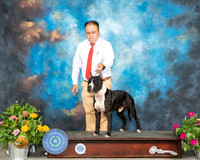 American Staffordshire Terrier #21 Sun